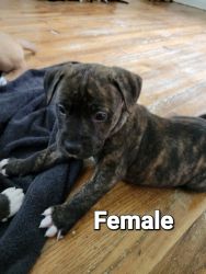 Staffordshire Bull Terrier And Staffordshire/Shepherd Mix Puppies