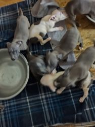 Blue pitbull puppies mini Staffordshires