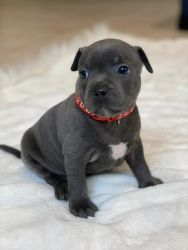 Staffordshire Bull terrier Puppies
