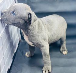 Blue Staffordshire Bull Terrier puppies
