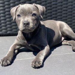 Healthy Staffordshire Bull Terrier Puppies