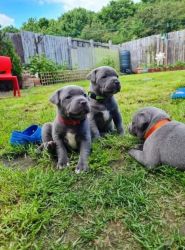Staffordshire Bull Terrier Puppies For Sale