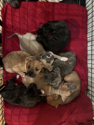 8 beautiful pups for sale