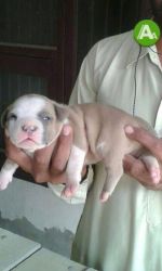Pitbull & American Bully Puppies For sale