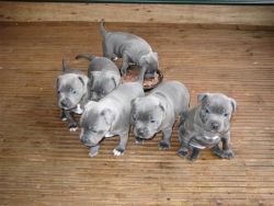 Stunning Akc Blue Staffordshire Bullterrier Pups