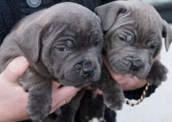 Staffordshire Bull Terrier Puppies Ready Now