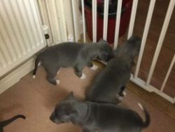 Blue Staffordshire Bull Terrier for your new home