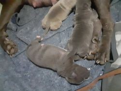 11 staffordshire puppies