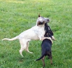Brown Female Pitbull German Shepherd Mix Puppy