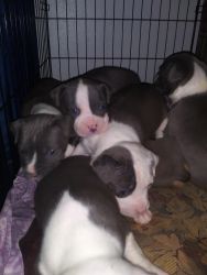 Full Breed Blue Nose Pittbull Puppies