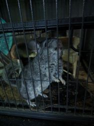 Fancy chinchillas 4-5 months old toddler/teenger