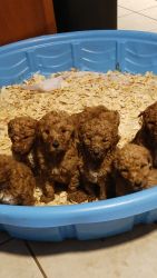 Puppies apricot colorthere 3 boys and 3 females they are very loveable