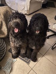 AKC BLACK STANDARD POODLE Mason is on the right