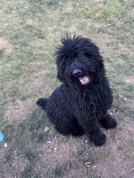 8 month old female black standard poodle for rehoming