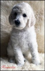 Stunning White Standard Poodle Puppies available!