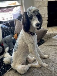 AKC party poodle 10months great temperament Rehoming