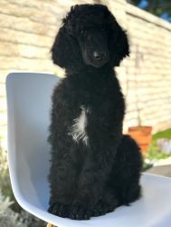 Standard Poodle puppies