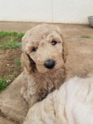 Gorgeous Standard Poodle Puppies