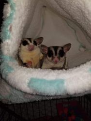 Two healthy male sugar gliders for sale