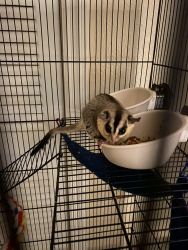 Sugar Gliders to rehome
