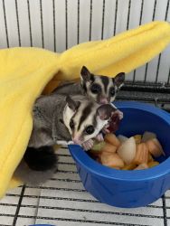 2 FREE Sugar Gliders to a good home