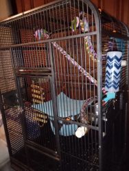 2 Sugar Gliders and Cage and Accessories