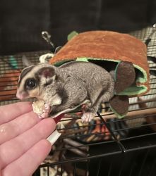 Male Sugar glider, 6 months old, Very lovable, Loves to run & glide.
