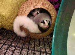 Two sugar gliders, cage, toys, mesh tent and food
