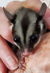 Baby Sugar Gliders for Sale
