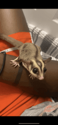 2 lovely sugar glider available with cage food and vitamins for them