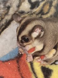 Sugar gliders sold as pairs