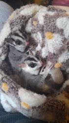 Male and Female Sugar Glider around 1 year old cage and supplies
