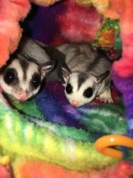 Sugar gliders 2 bonded males and 2 bonded females