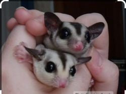 Twin brothers whiteface sugar gliders hets
