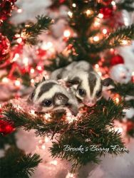 **BABY SUGAR GLIDERS** Joeys available now