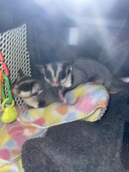 One male and one female sugar glider for sale