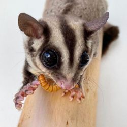 Bulky Male & Female Sugar Glider For Loving Homes Here & Now