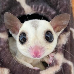 Well Trained Home Sugar Glider For Sale