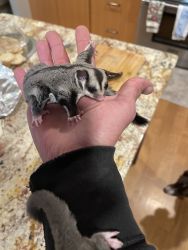 Suger gliders for sale