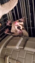8 sugar gliders for good homes