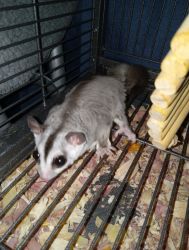 2 sugar gliders with cage and accessories