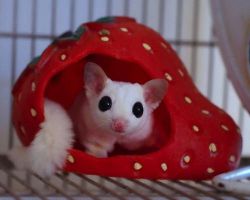 Xmass Sugar Gliders Available- Please Contact