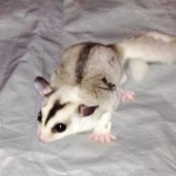 female and male sugarglider - For Sale