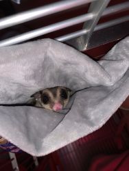 2 sugar glider male and female with cage and all accessories or can se