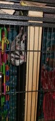Looking to re home a lonely sugar glider