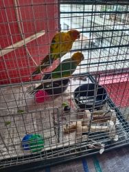 Looking for a homely place for my parrots