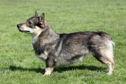 Swedish Vallhund Dogs For Sale