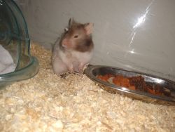 Syrian Hamster Female for Adoption