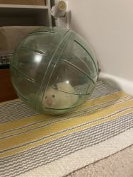 Pet hamster for sale