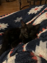 Two black kittens for sale